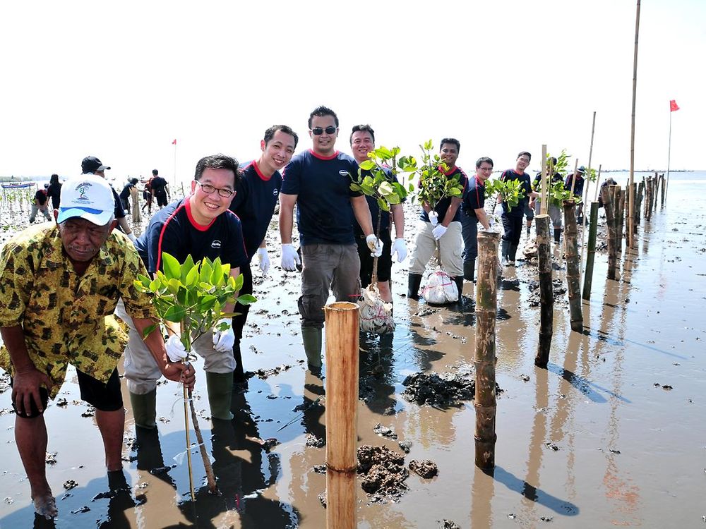 Allan Yong, President of Henkel Indonesia, is planting mangrove trees