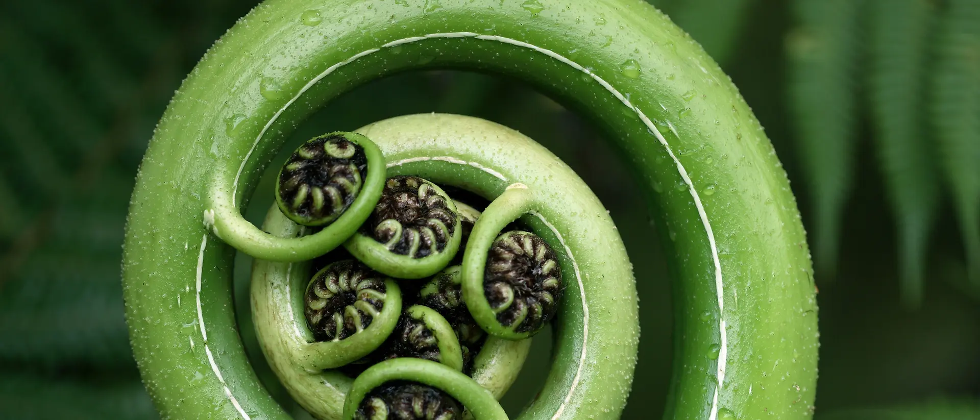 Primer plano de una fronda de helecho verde desplegándose, con forma de espiral y pequeños folíolos enrollados en su centro, rodeada de frondosas hojas verdes de helecho.