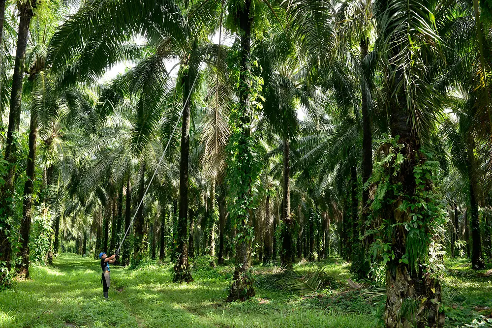 Hombre cosechando frutos de palma en el bosque de palmeras